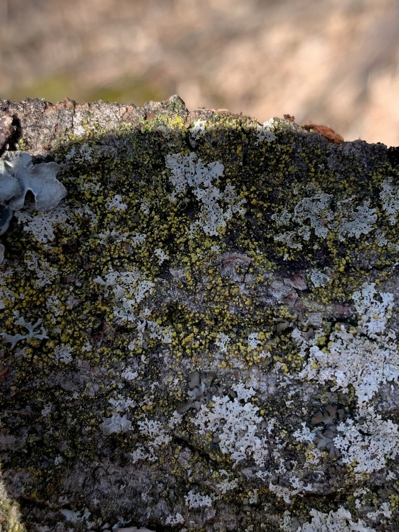Eggyolk Lichen photo 7