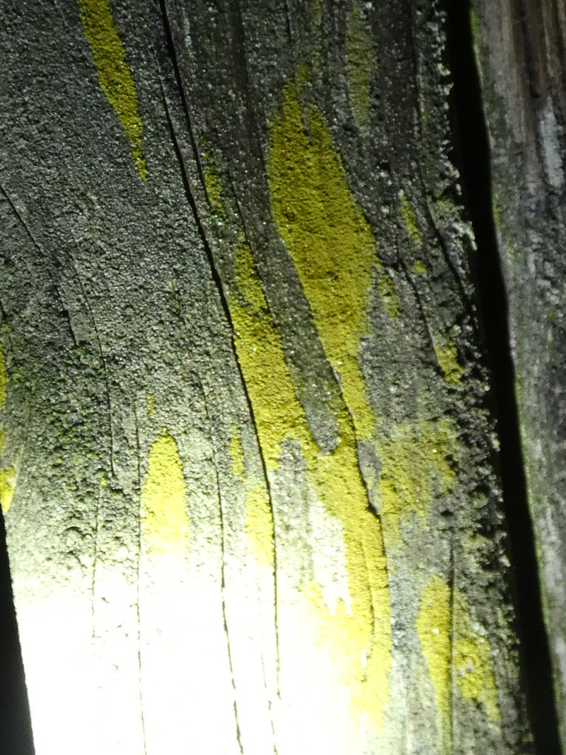 Candelariella kuusamoensis