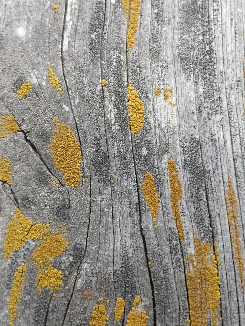Candelariella kuusamoensis photo 2