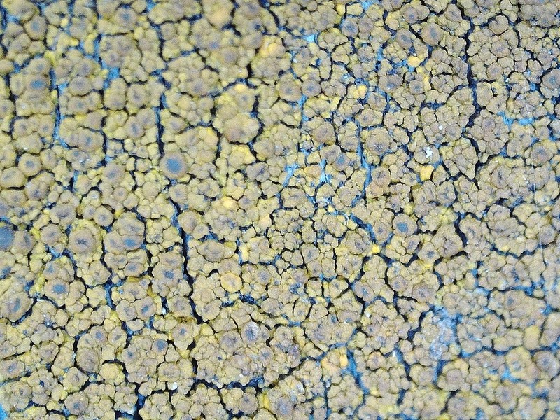 Candelariella kuusamoensis photo 3