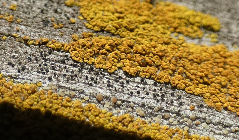 Candelariella kuusamoensis photo 4