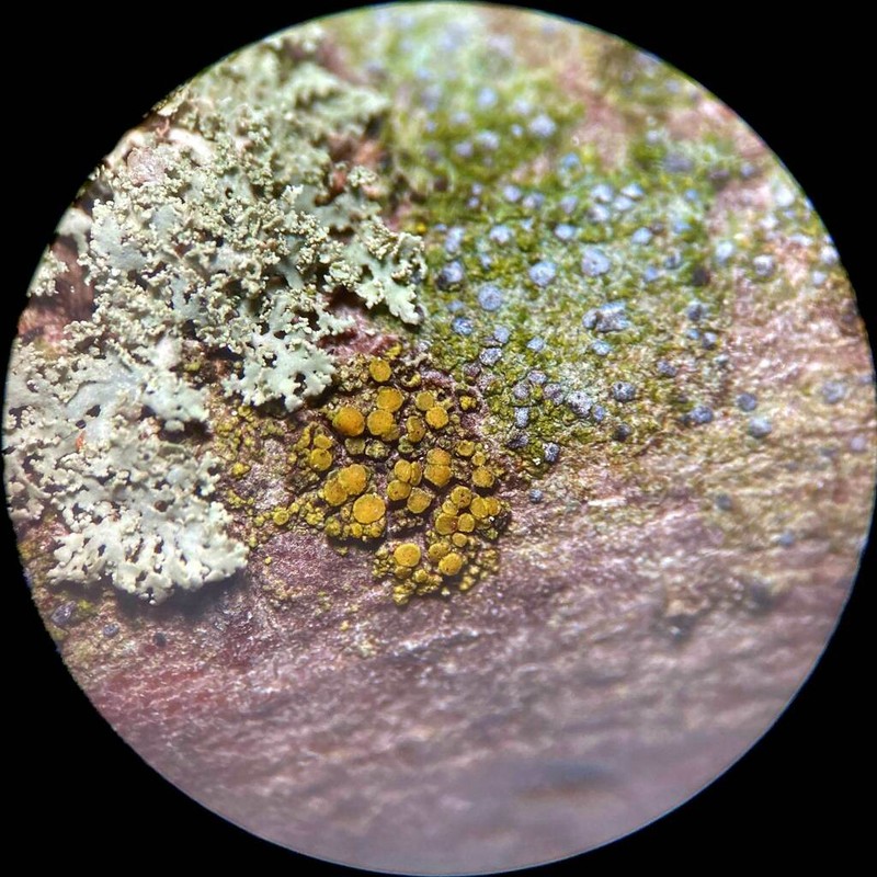 Eggyolk Lichen