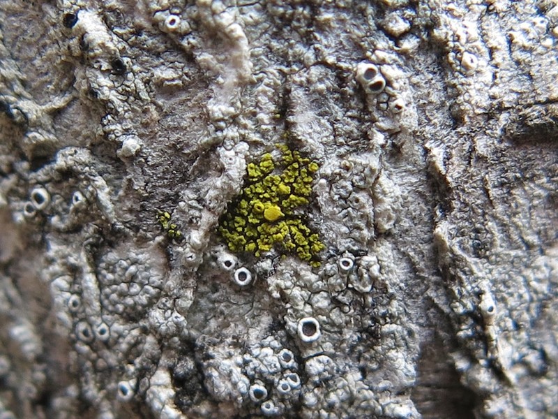 Eggyolk Lichen photo 2