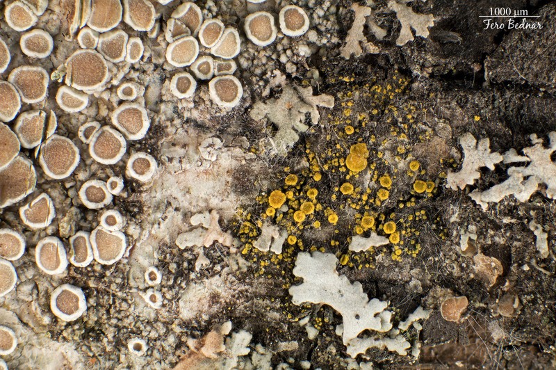 Eggyolk Lichen photo 3
