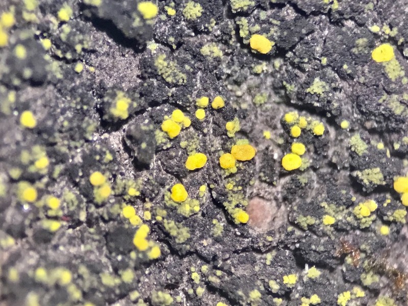 Eggyolk Lichen photo 4