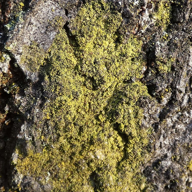 Eggyolk Lichen photo 5