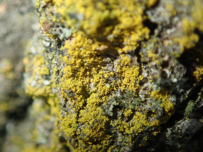 Eggyolk Lichen photo 6