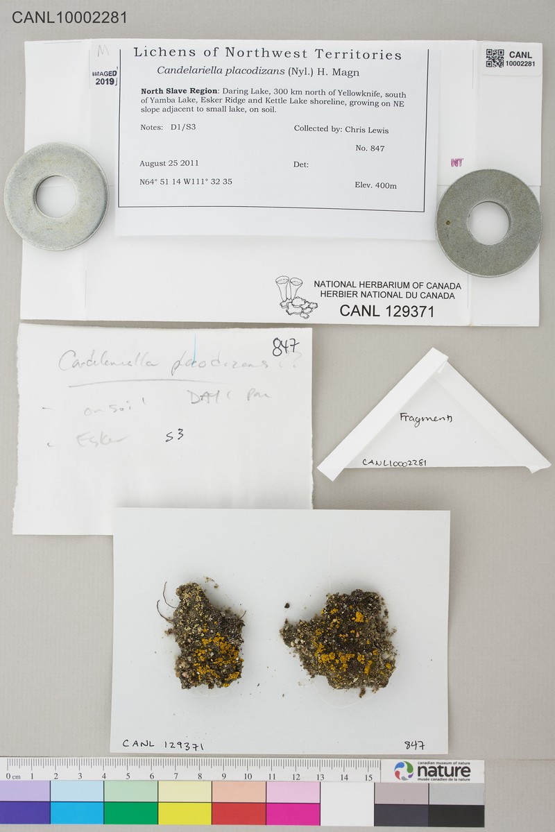 Eggyolk Lichen