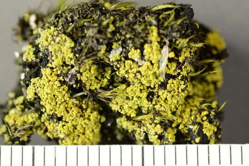 Eggyolk Lichen photo 2