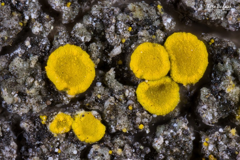 Eggyolk Lichen
