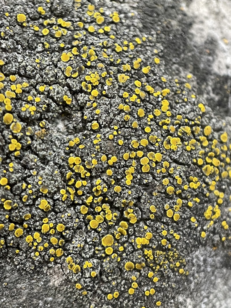 Eggyolk Lichen photo 3