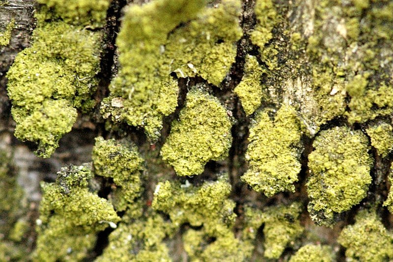 Candelariella reflea