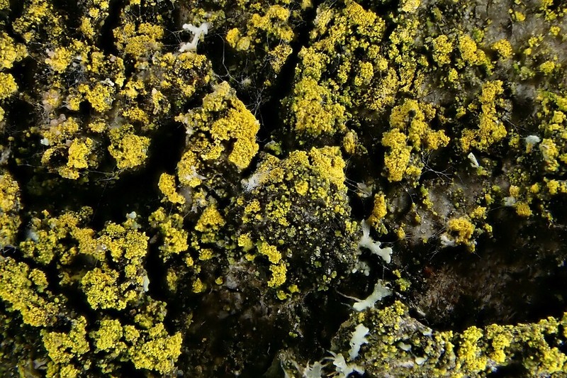 Candelariella reflea
