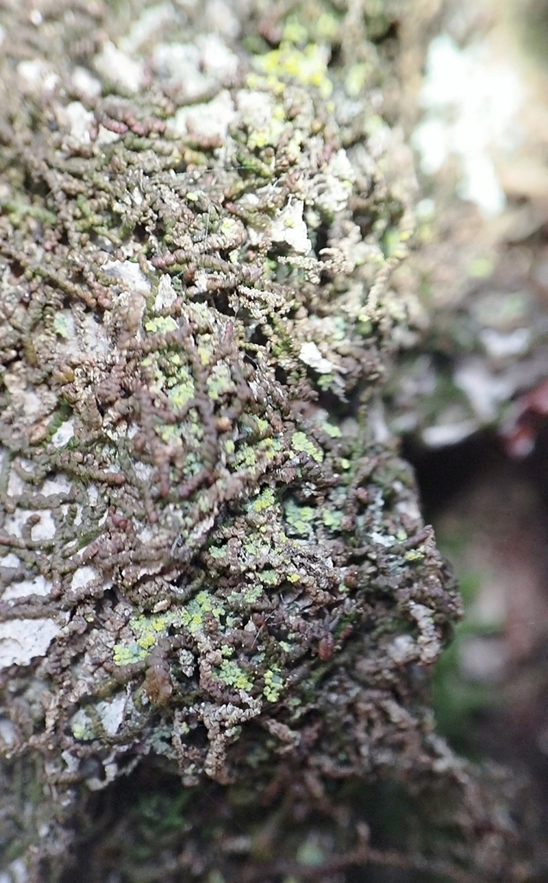 Candelariella reflea photo 2