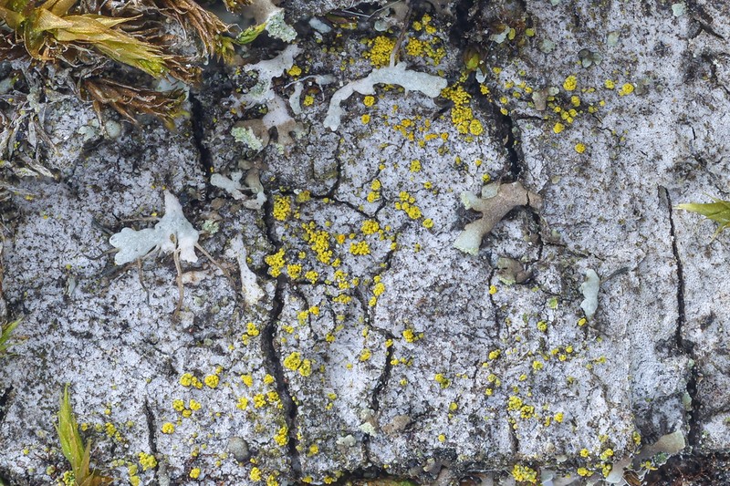 Candelariella reflea photo 3