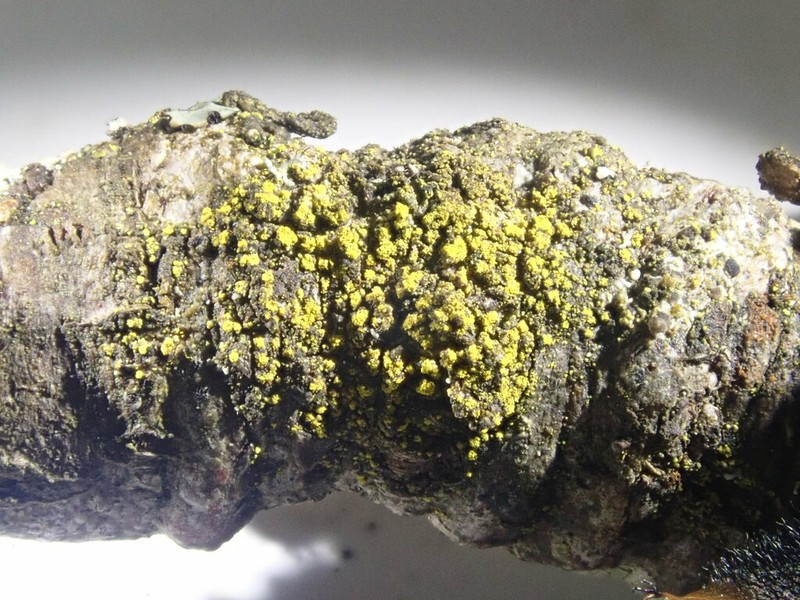Candelariella reflea photo 4