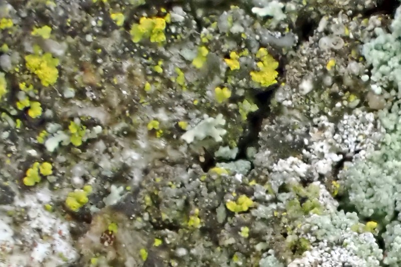 Candelariella reflea photo 5