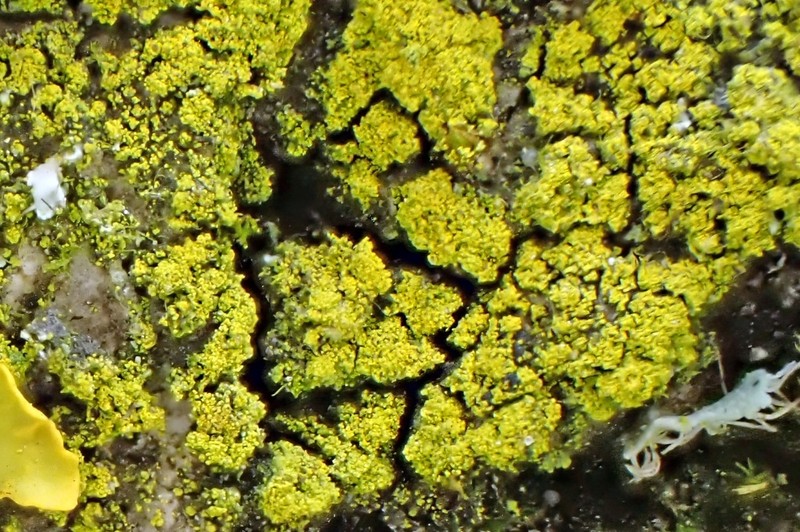 Candelariella reflea photo 6