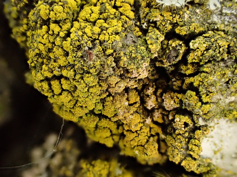 Candelariella reflea photo 8