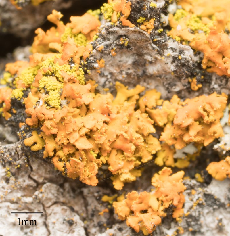 Eggyolk Lichen
