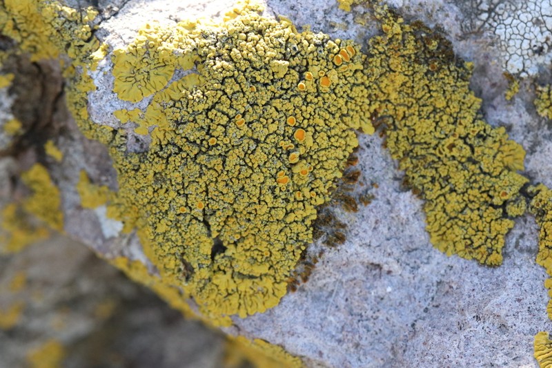 Eggyolk Lichen