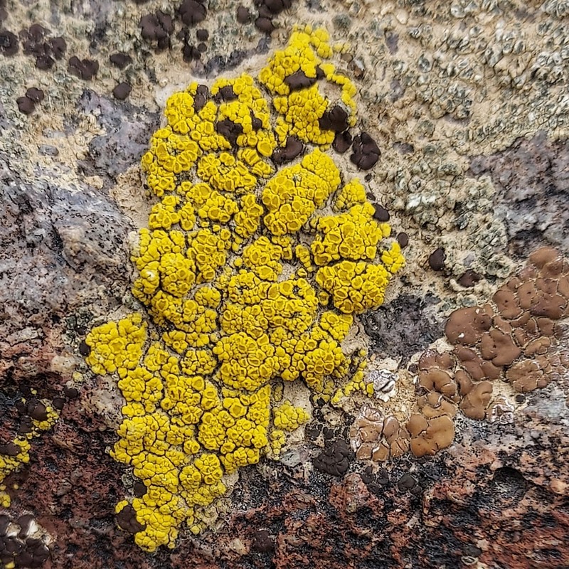 Eggyolk Lichen photo 2
