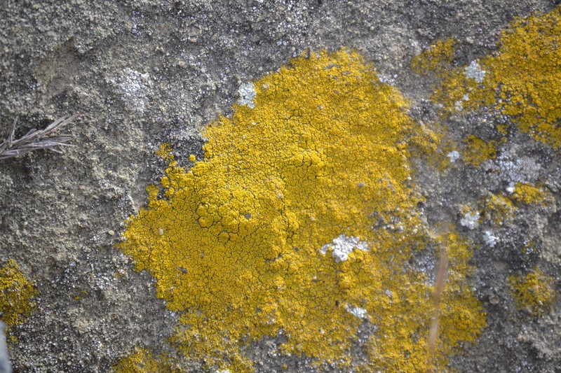 Eggyolk Lichen photo 3