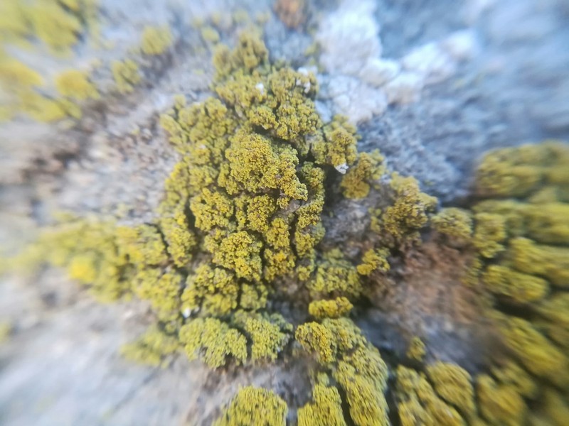 Eggyolk Lichen photo 4
