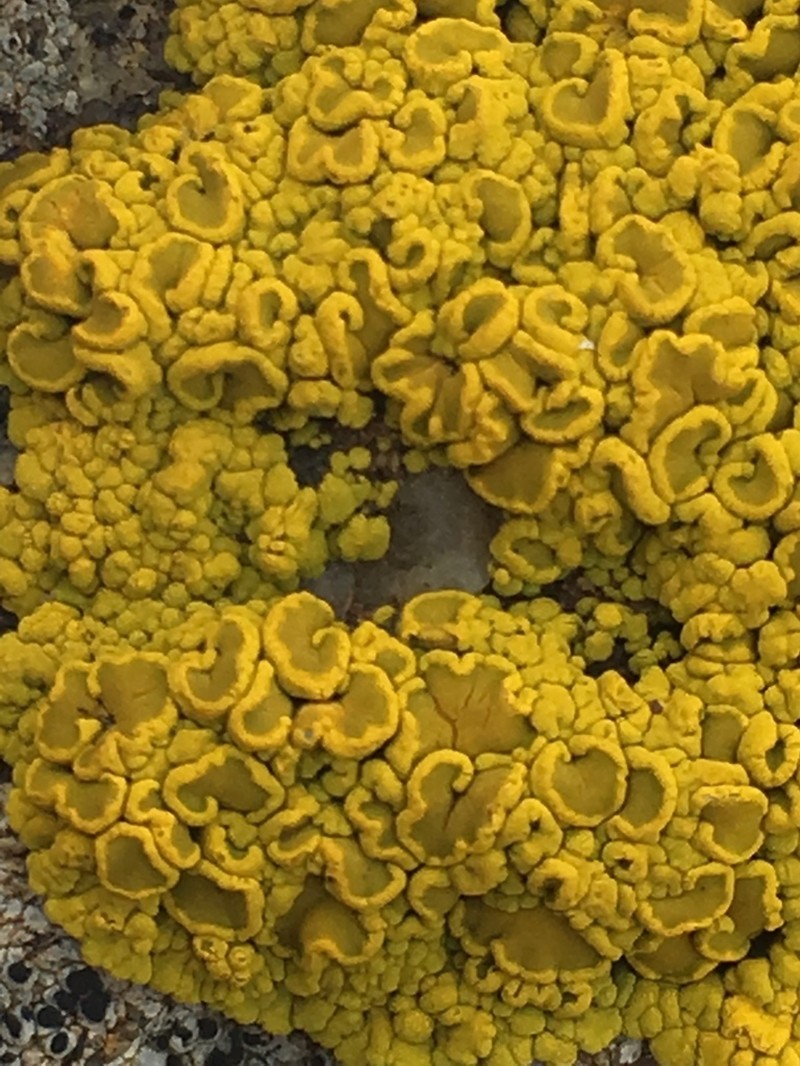 Eggyolk Lichen photo 5
