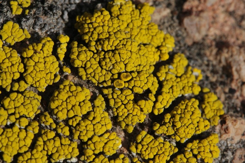 Eggyolk Lichen photo 6