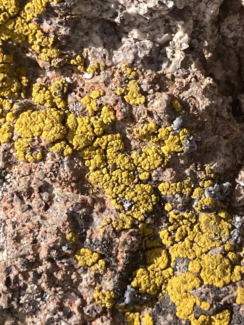 Eggyolk Lichen photo 7