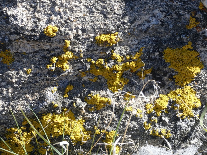 Eggyolk Lichen photo 8