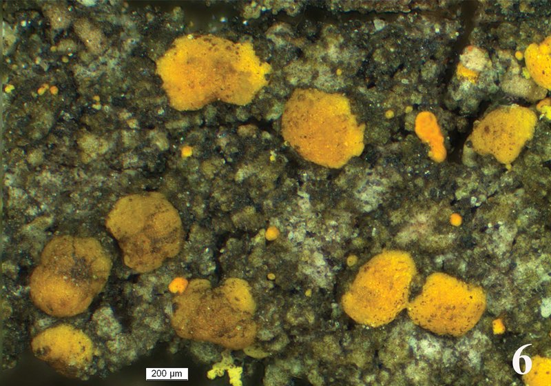 Eggyolk Lichen