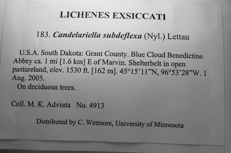 Eggyolk Lichen photo 2