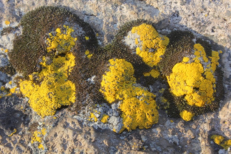 Eggyolk Lichen photo 3
