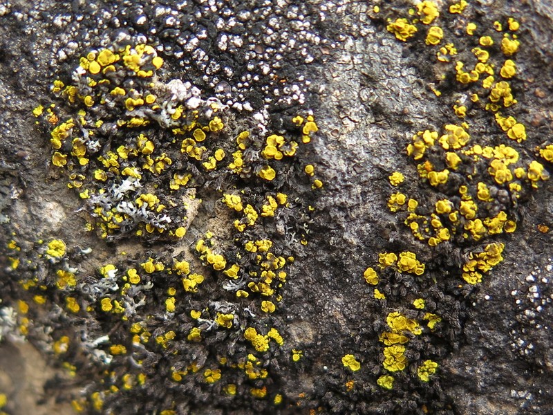 Eggyolk Lichen photo 5