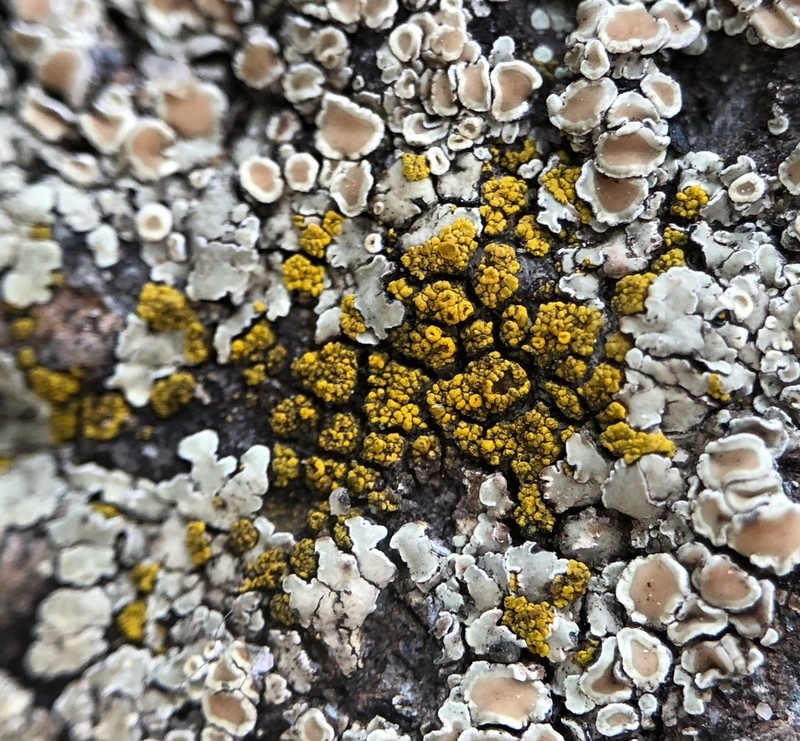 Eggyolk Lichen photo 2