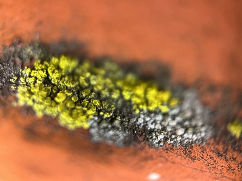 Eggyolk Lichen photo 3