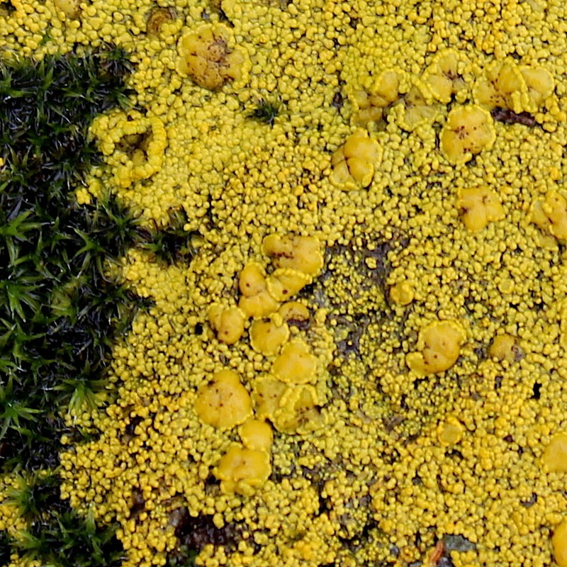 Eggyolk Lichen photo 4