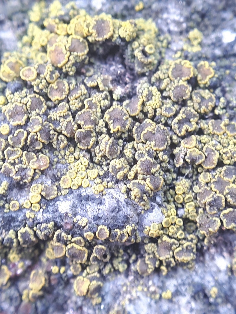 Eggyolk Lichen photo 5