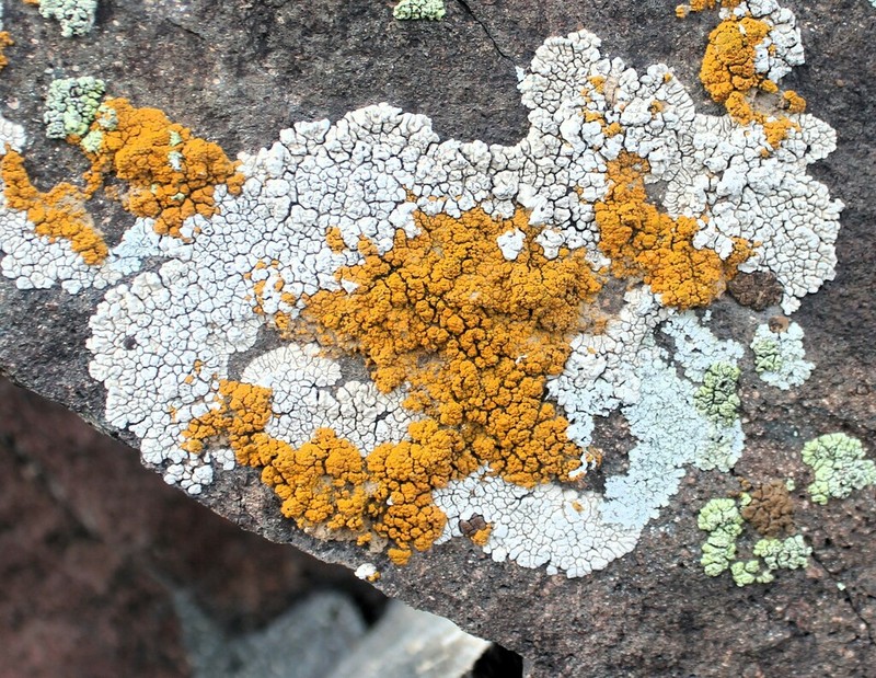 Eggyolk Lichen photo 6