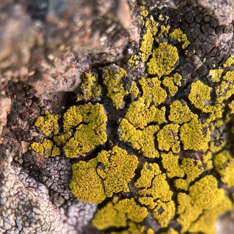 Eggyolk Lichen photo 7