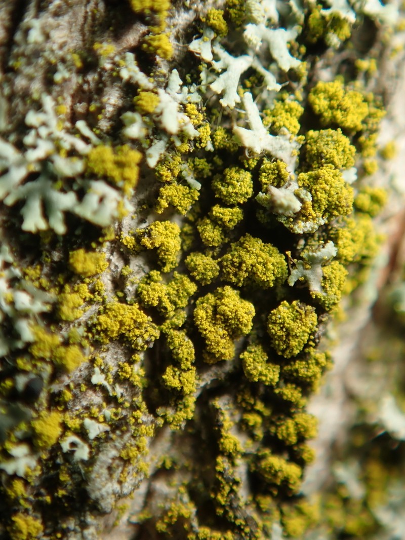 Eggyolk Lichen