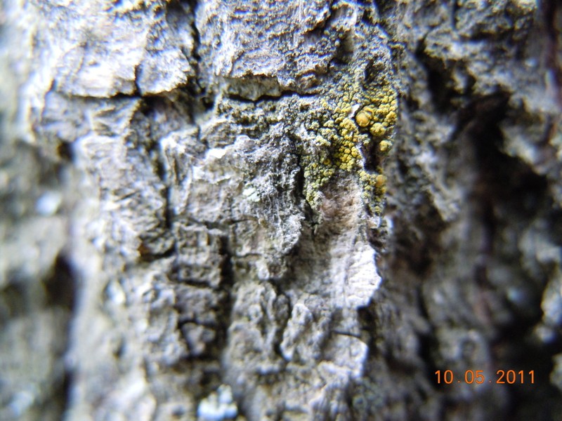 Eggyolk Lichen photo 2