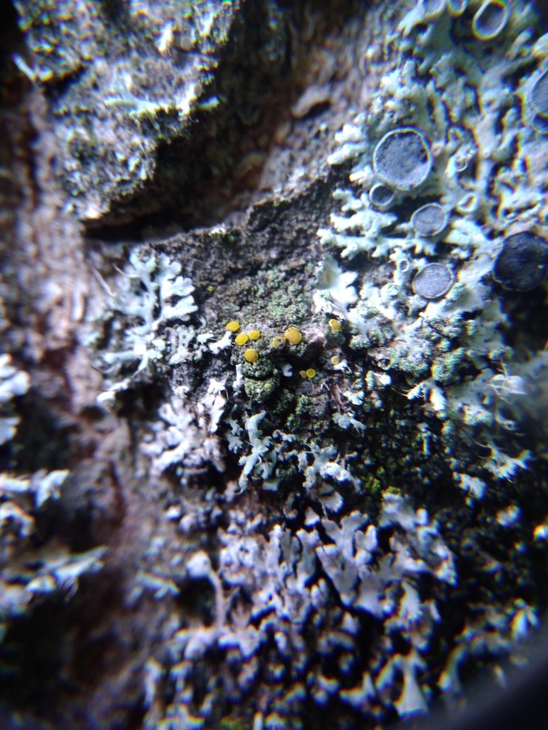 Eggyolk Lichen photo 3