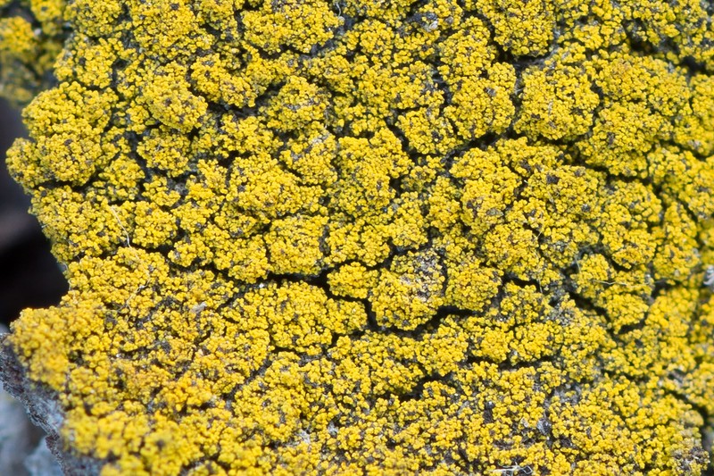 Eggyolk Lichen photo 4