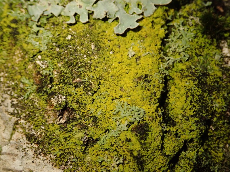 Eggyolk Lichen photo 6