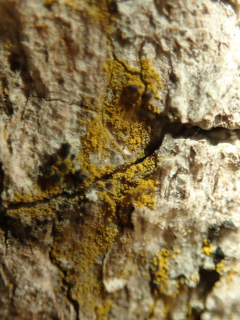 Eggyolk Lichen photo 7