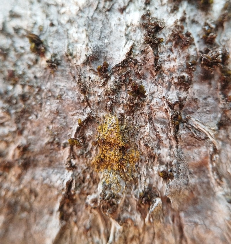 Eggyolk Lichen photo 8