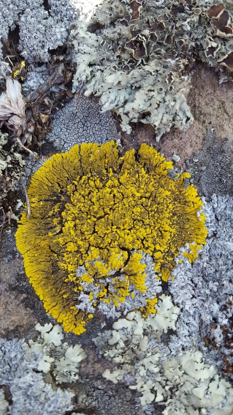 Mexican Candelina Lichen